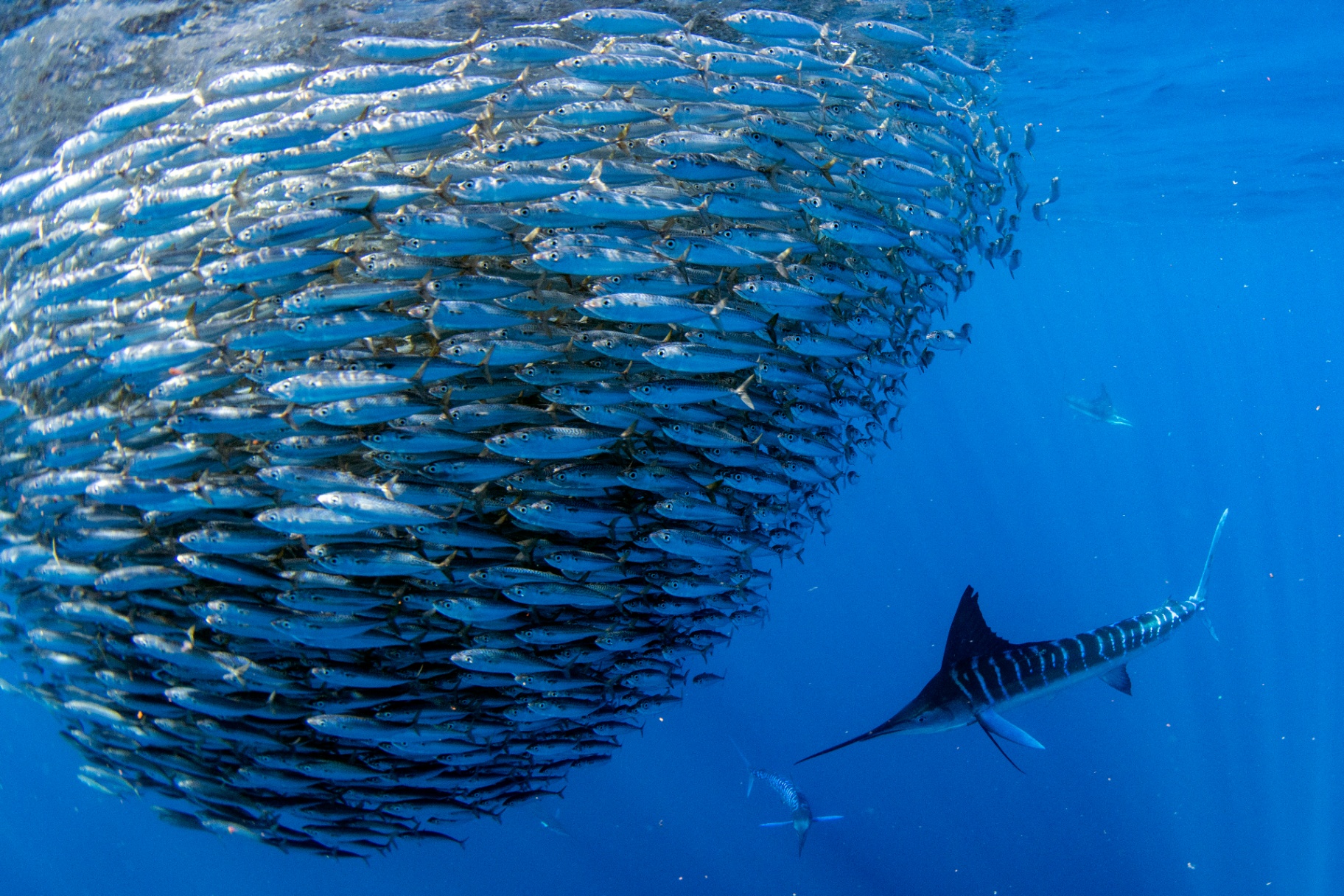 Getting Prepared for the Annual Sardine Run in South Africa